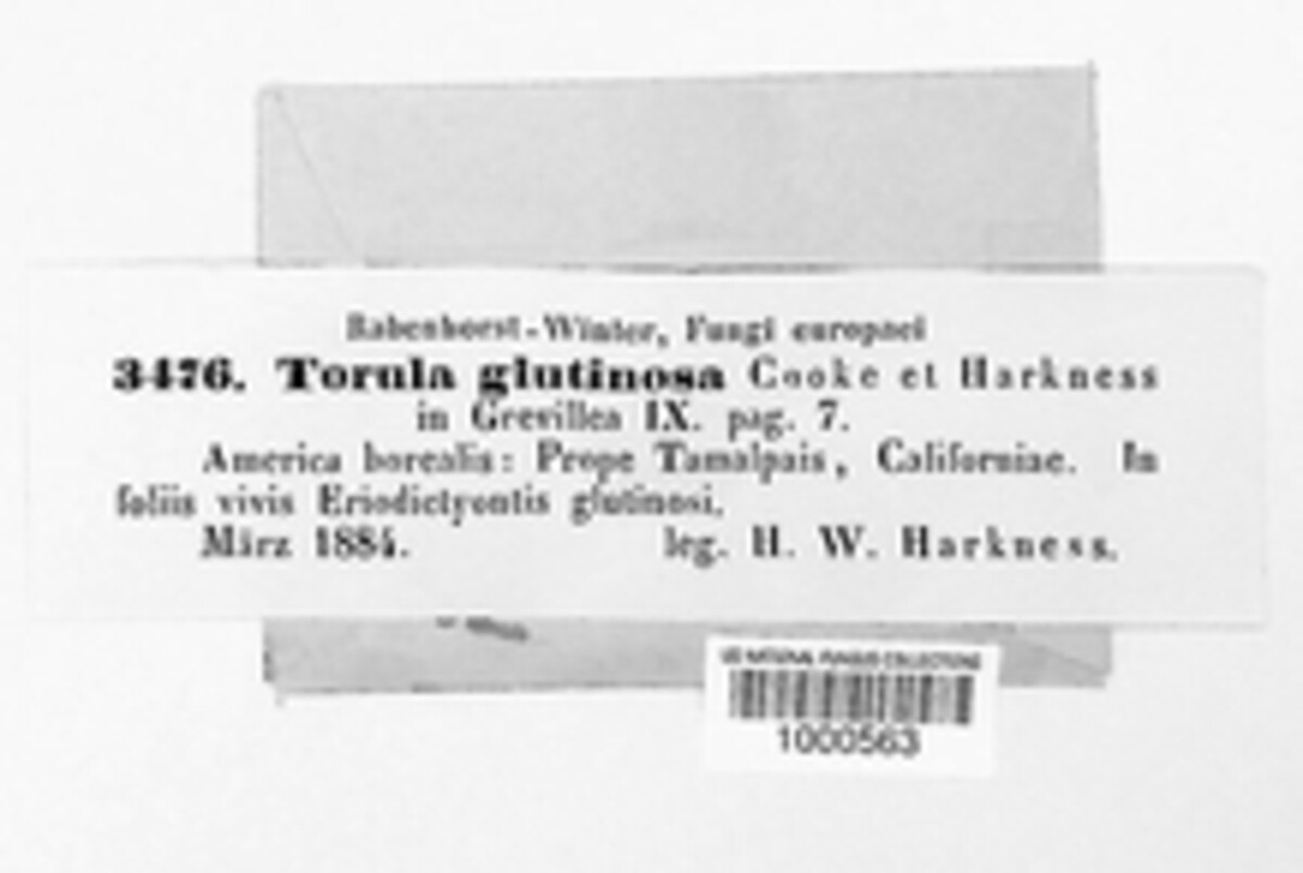 Heteroconium glutinosum image